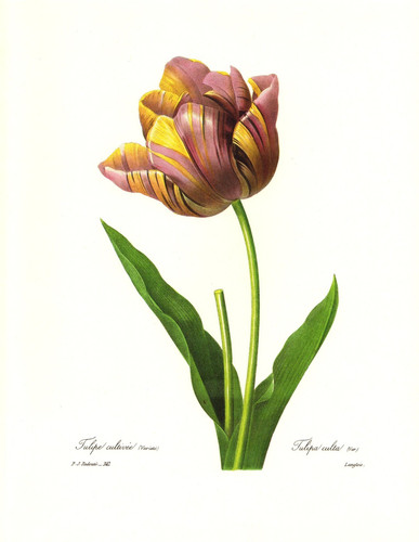 1991 vintage redoute flower - 1991,